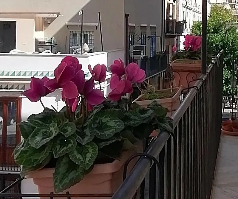 Calimero Luxury Suite Palermo 0*,  Italië